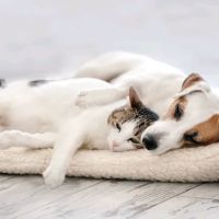 Queens Low Cost Veterinary Center ico