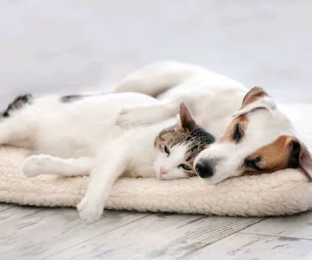 Queens Low Cost Veterinary Center