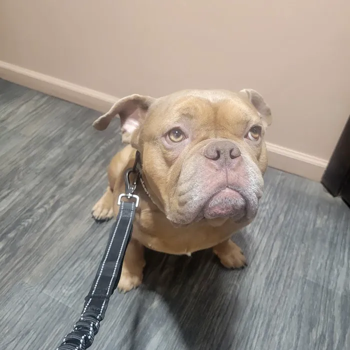 Queens Low Cost Veterinary Center Picture 2