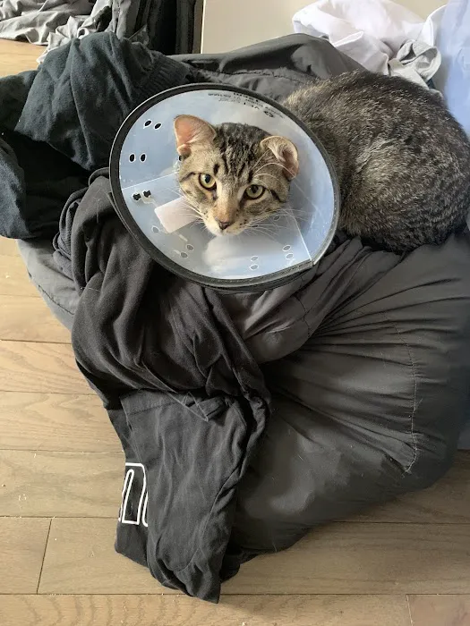 Queens Low Cost Veterinary Center Picture 10