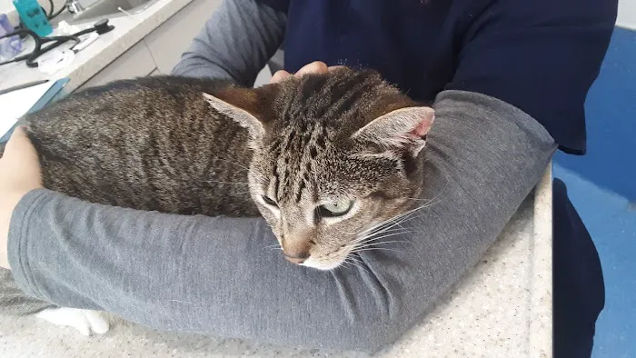 Astoria Animal Emergency Picture 4