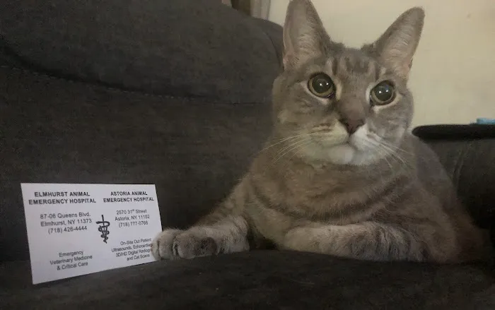 Astoria Animal Emergency Picture 2