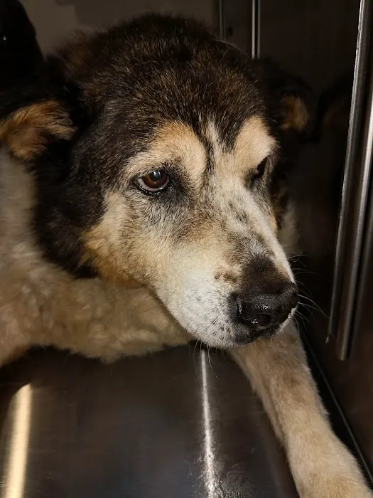 Astoria Animal Emergency Picture 3