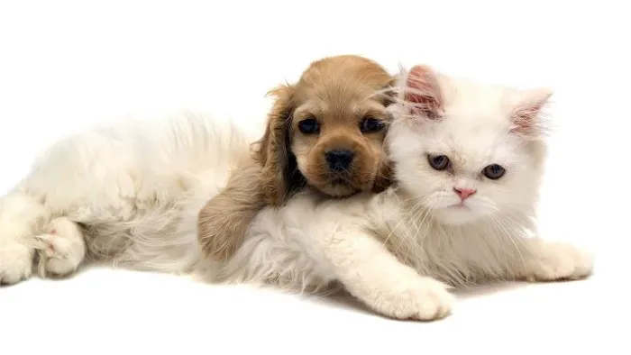 Francis Animal Clinic- Queens Picture 5