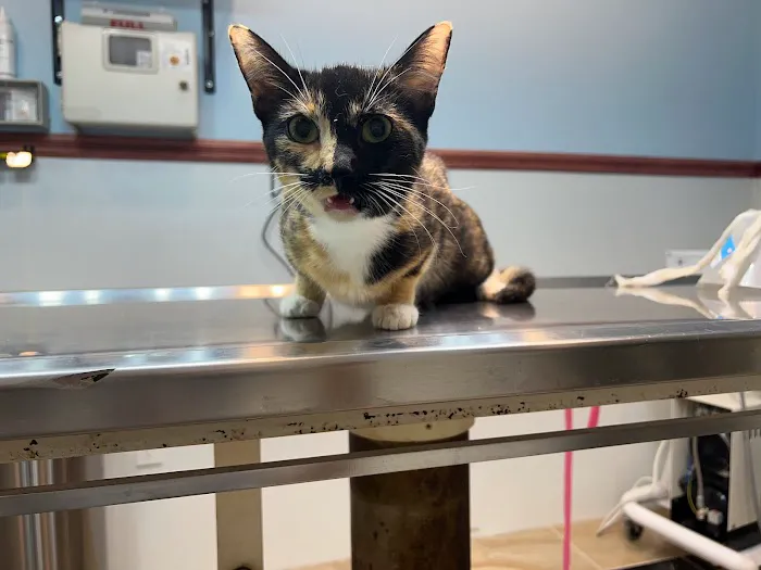 Francis Animal Clinic- Queens Picture 3