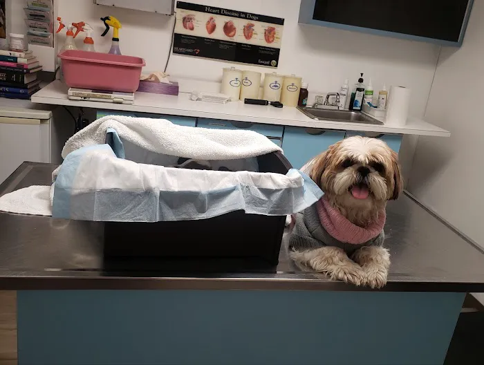 Petcare Animal Clinic Picture 6