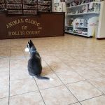 Animal Clinic of Hollis Court