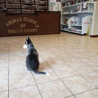 Animal Clinic of Hollis Court ico