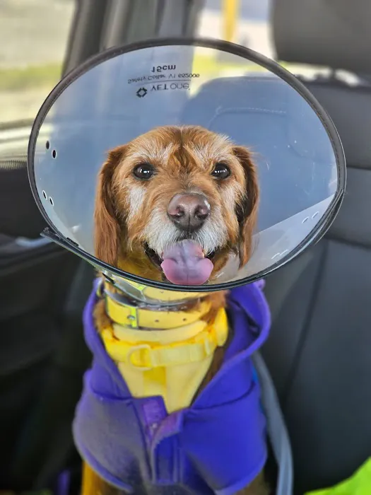 Animal Clinic of Hollis Court Picture 4