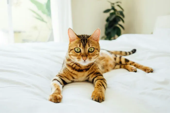 The Cat Dash Picture 2