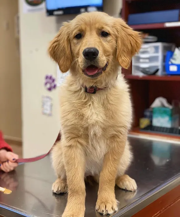 North Shore Animal Hospital Picture 7