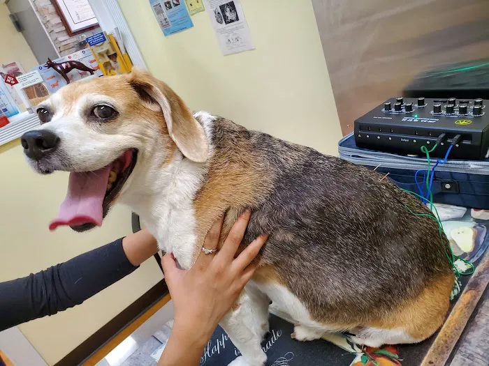 Petopia Animal Clinic Picture 10