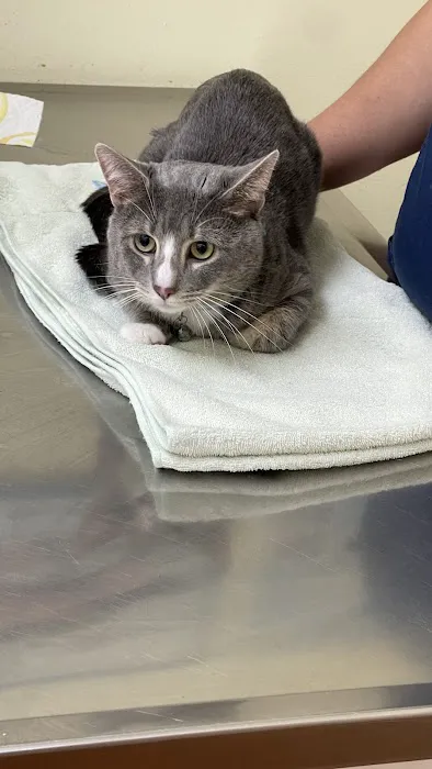 Petopia Animal Clinic Picture 6