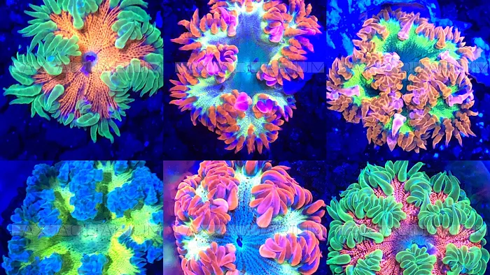 LAX Aquarium Picture 3