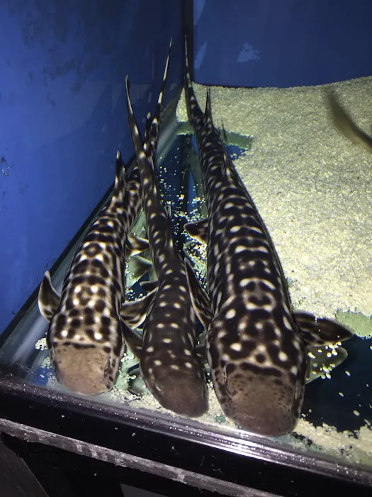 LAX Aquarium Picture 6