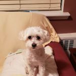Premier Veterinary Medical Group - Bayside