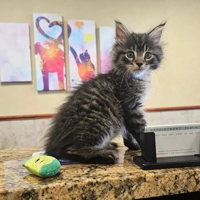 Premier Veterinary Medical Group - Bayside Picture 3