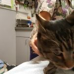 Flushing Veterinary Hospital