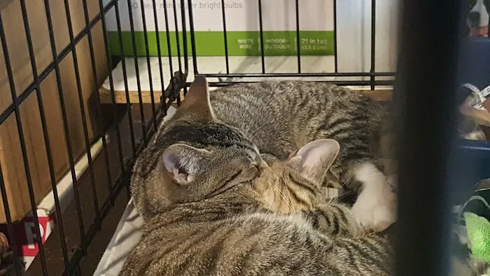 Flushing Veterinary Hospital Picture 4