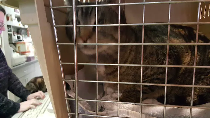 Flushing Veterinary Hospital Picture 2
