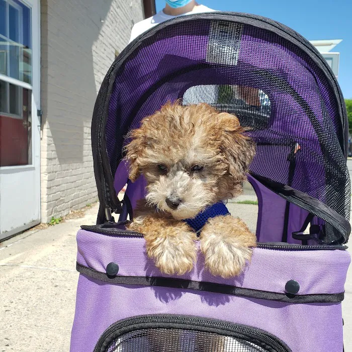 The Pet Doctor of Flushing Picture 2