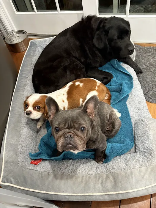 The Pet Doctor of Flushing Picture 8