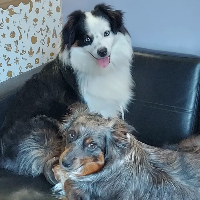 The Pet Doctor of Flushing Picture 5