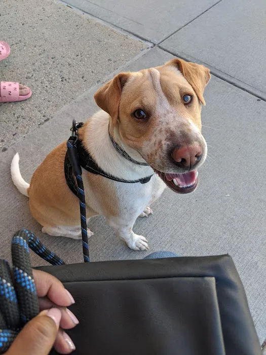 The Pet Doctor of Flushing Picture 10