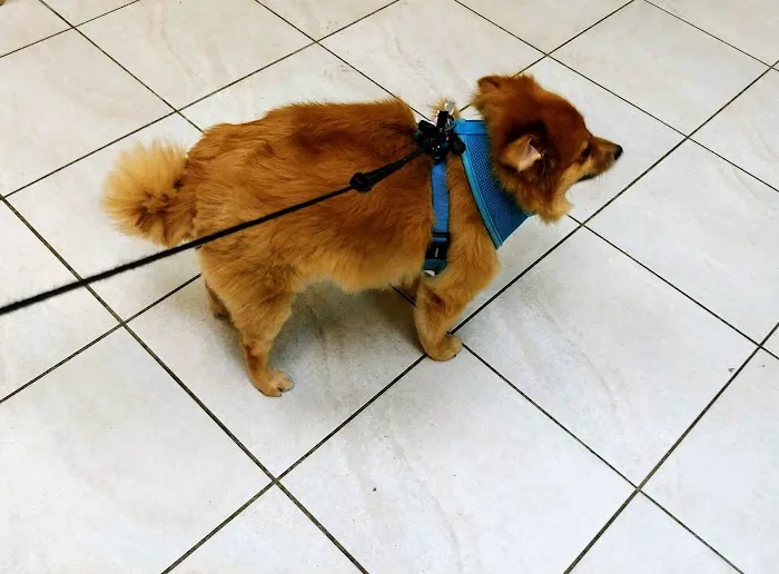 The Pet Doctor of Flushing Picture 7