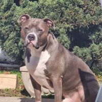 The Pet Doctor of Flushing ico