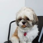 Veterinary Care Group - Little Neck