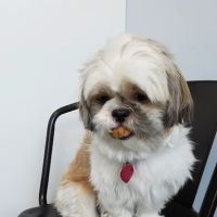 Veterinary Care Group - Little Neck ico