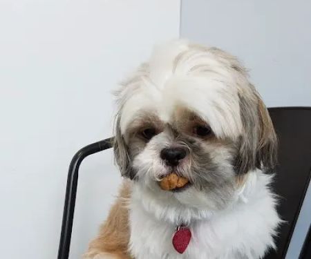 Veterinary Care Group - Little Neck