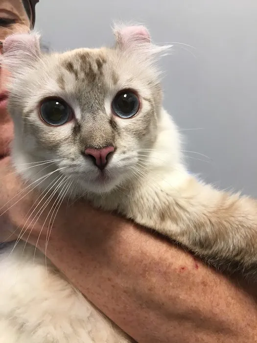 Veterinary Care Group - Little Neck Picture 2