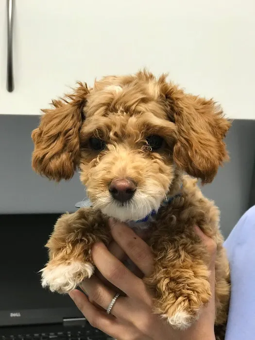 Veterinary Care Group - Little Neck Picture 4