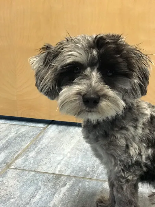 Veterinary Care Group - Little Neck Picture 7
