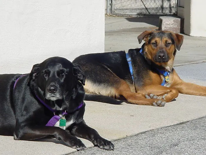 Pet Corner Picture 2