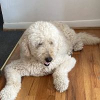 Quality Veterinary Care ico