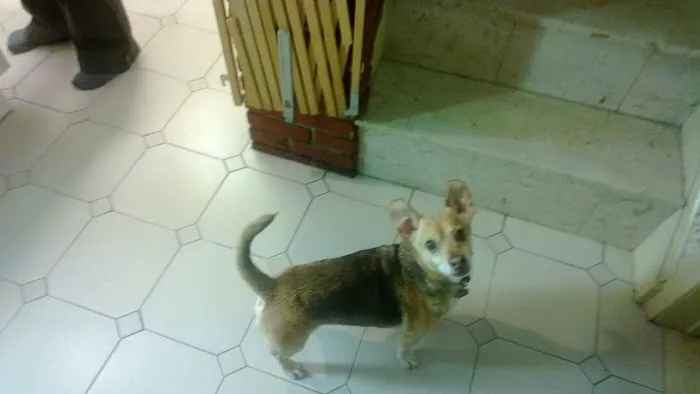 Quality Veterinary Care Picture 7