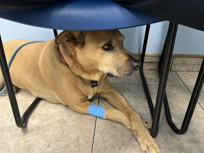 Quality Veterinary Care Picture 6