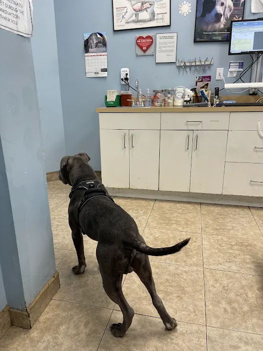 Quality Veterinary Care Picture 5
