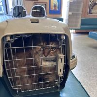 A & A Veterinary Hospital ico