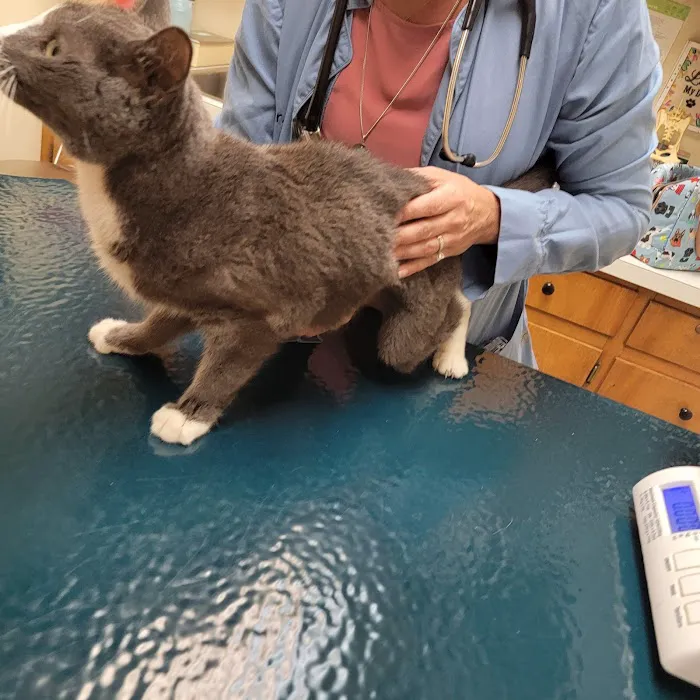 A & A Veterinary Hospital Picture 3