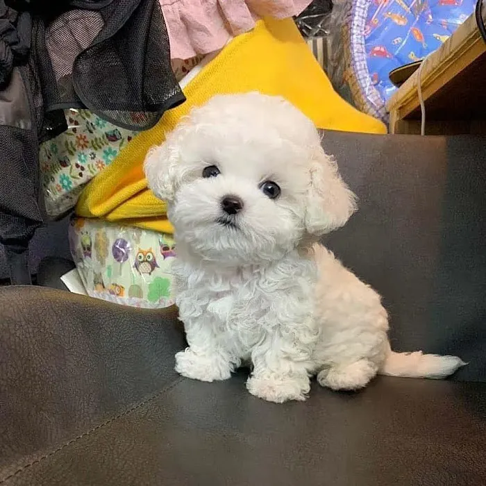 The Los Angeles puppies Picture 2
