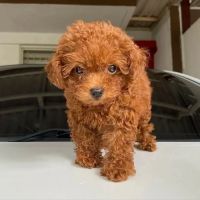 The Los Angeles puppies ico