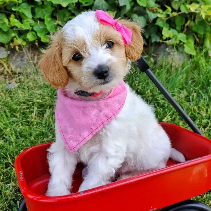 The Los Angeles puppies Picture 4