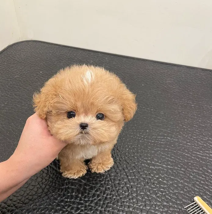 The Los Angeles puppies Picture 3