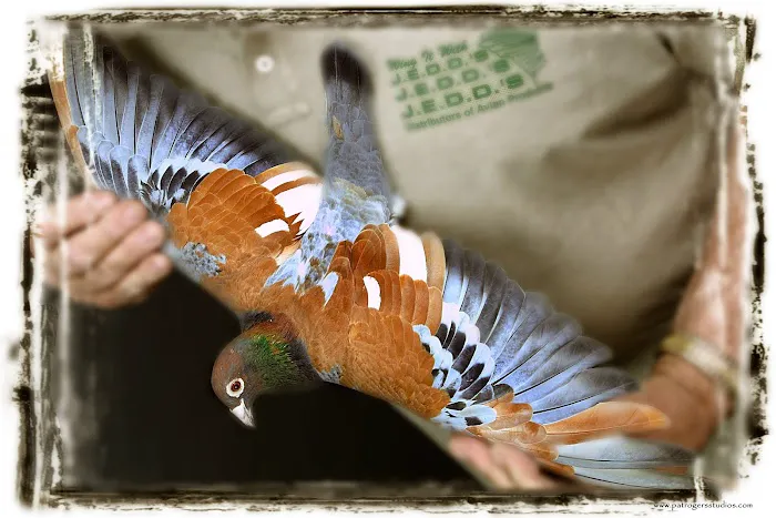 Jedds Bird Supplies Picture 4
