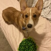 Crawford Animal Hospital ico