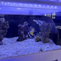 Reef Lounge USA ico